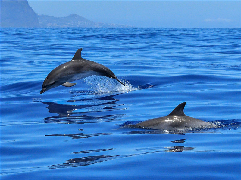Mauritius: The Best Adventures