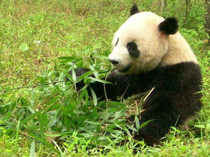 China: Meet The Pandas And Yangtze Cruise