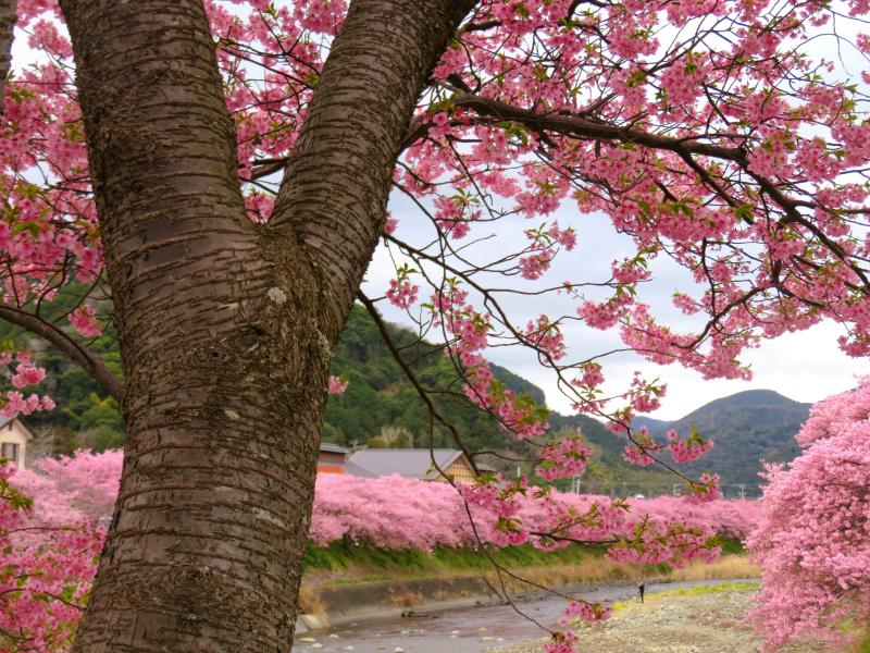 Kawazu Zakura Cherry Blossom