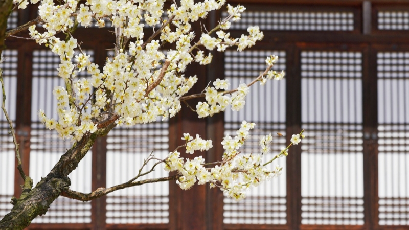 White plum blossoms bloom gracefully before a traditional Japanese building.