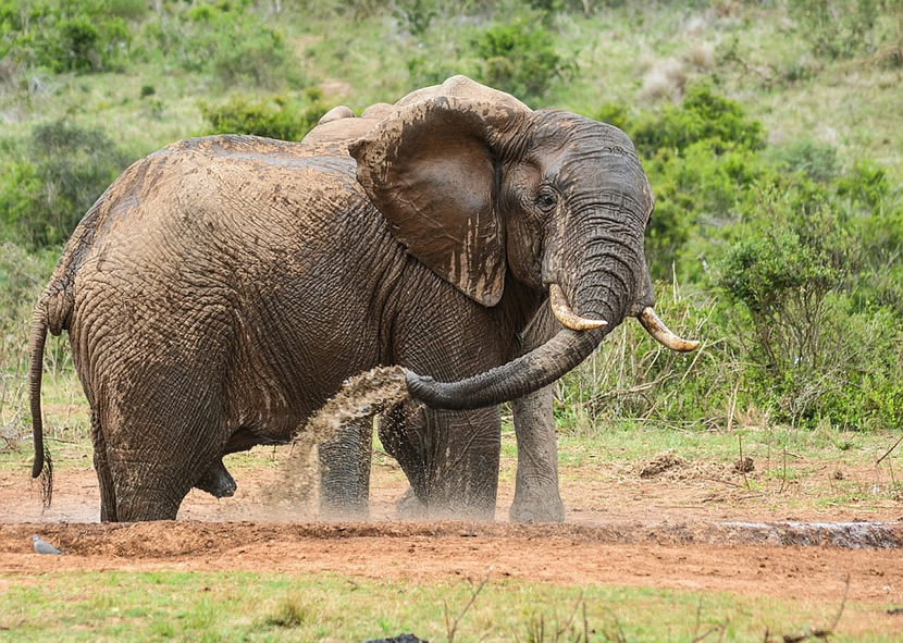 Elephant Nature Park