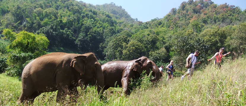 Elephant Nature Park