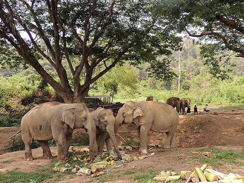 Boon Lott's Elephant Sanctuary