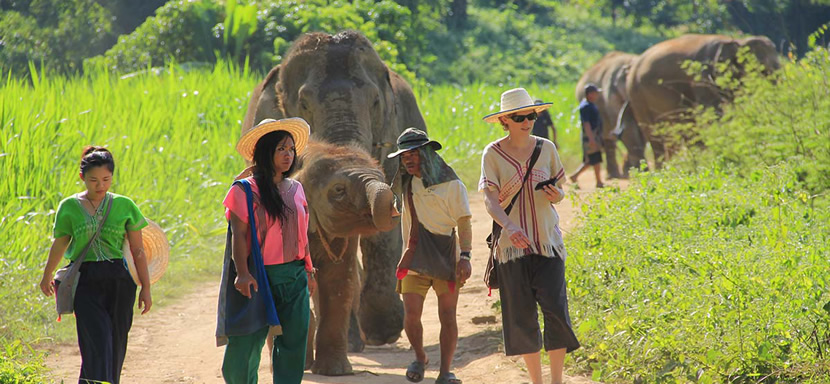 The Happy Elephant Home