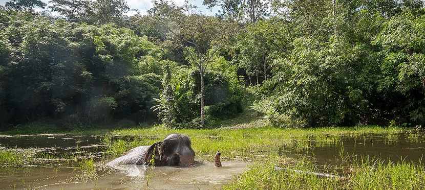 Phuket Elephant Sanctuary