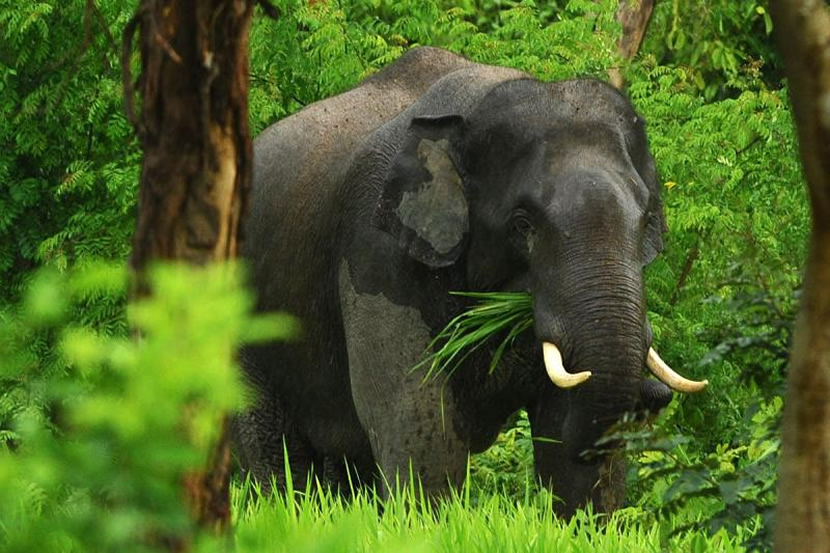 Top 10 Places Seeing Wild Elephants in Thailand | UME travel