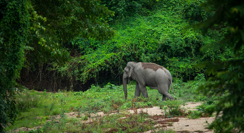 Thungyai-Huai Kha Khaeng Wildlife Sanctuaries