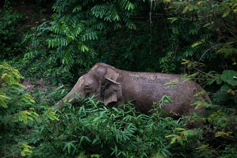 Kaeng Krachan National Park