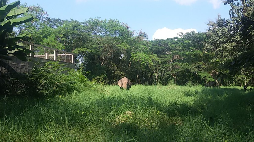 Elephant Valley Thailand