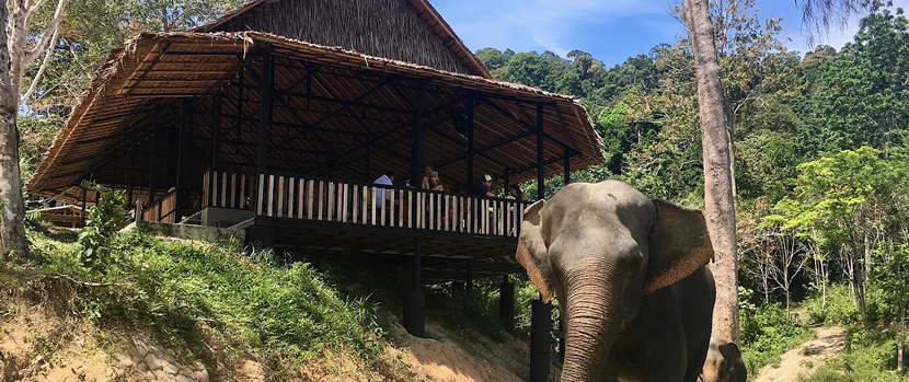 Phuket Elephant Sanctuary