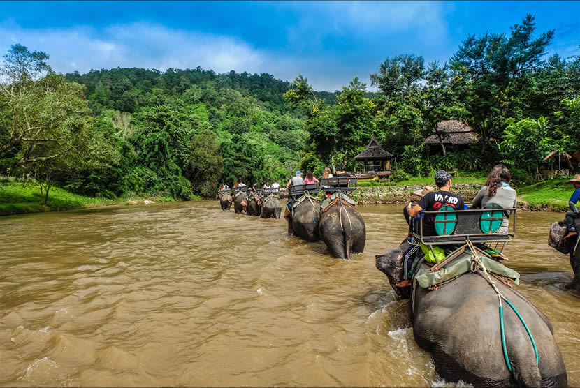 elephant safari in thailand