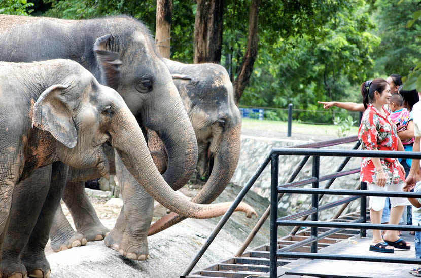 Top 10 Elephant Safari in Thailand - Thailand Travel Guide | UME travel