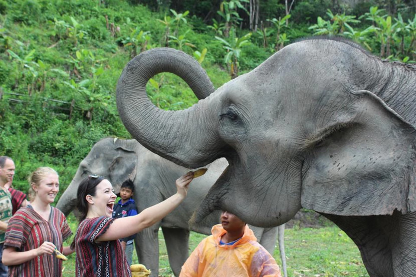 elephant safari in thailand