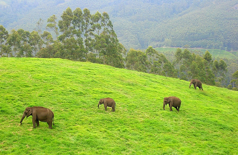 Elephant Hills Rainforest Camp.jpg