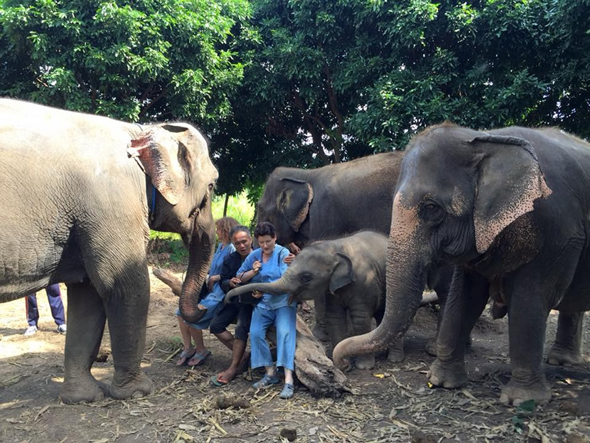Water Runner And Bobby's Elephant Home