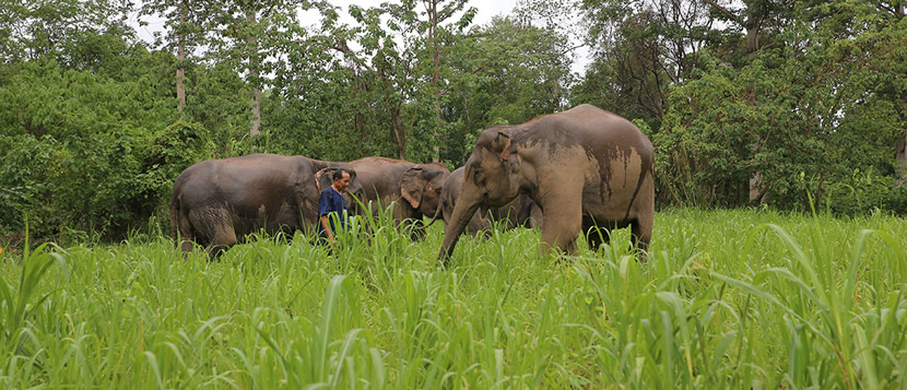 Elephant Natural Park