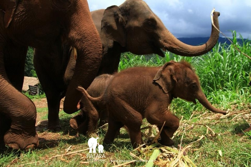 Patara Elephant Farm