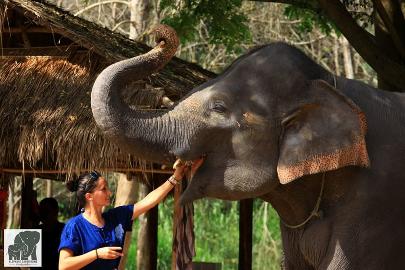 Maison de soins pour éléphants