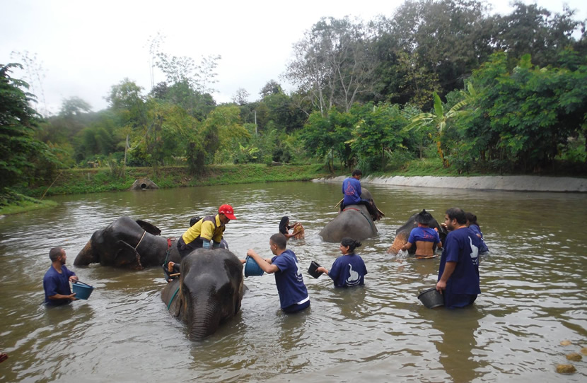 Parc d'éléphants de Baan Chang