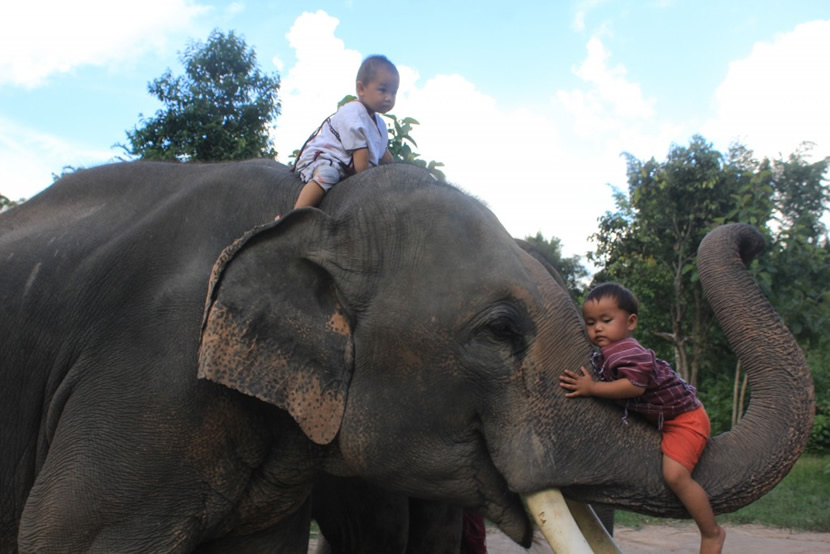 Karen Elephant Family