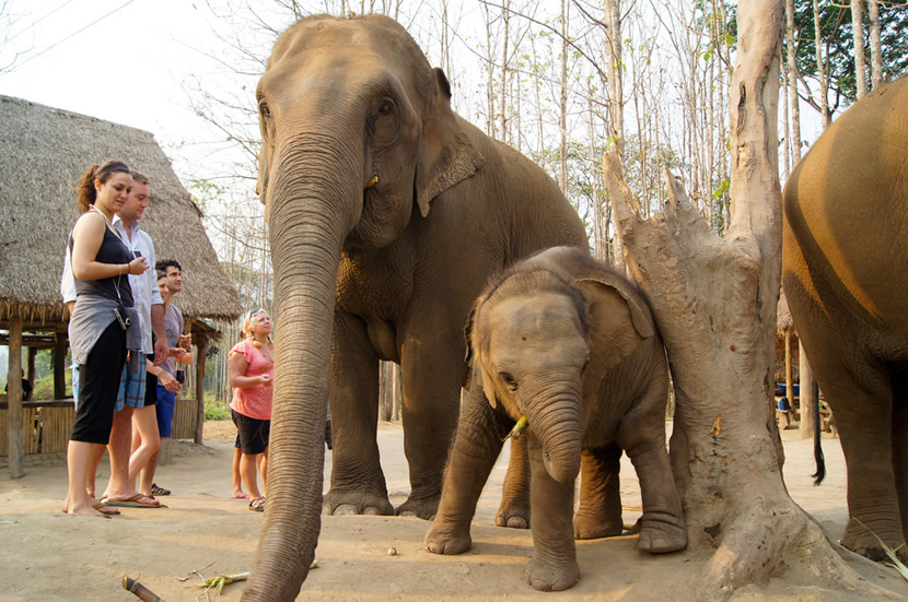 big elephant - Picture of Karen's Tribe Native Elephants, Chiang