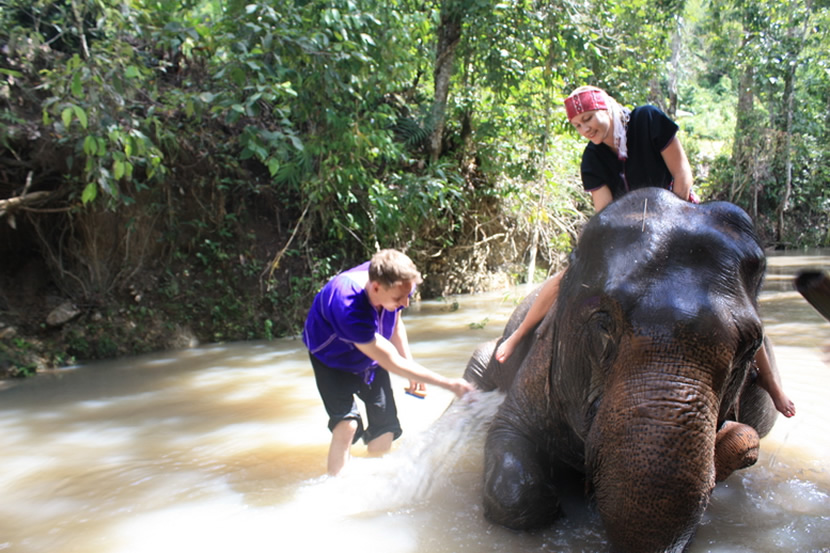 Elephant Discovery Chiang Mai