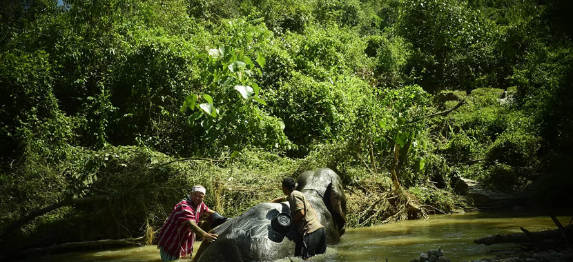 Elephants At Home.jpg