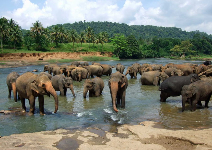 Best Ethical Elephant Sanctuary Chiang UME travel
