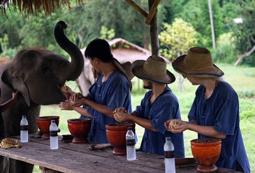 Prepare food for elephant
