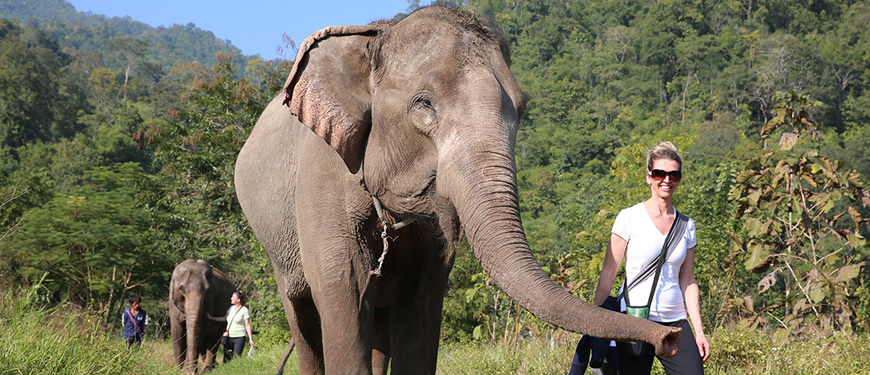 Walk with elephant