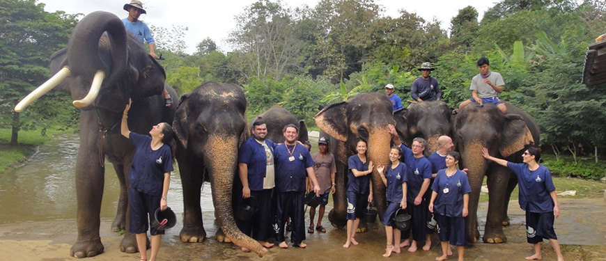 Take the learning program about elephant knowledge