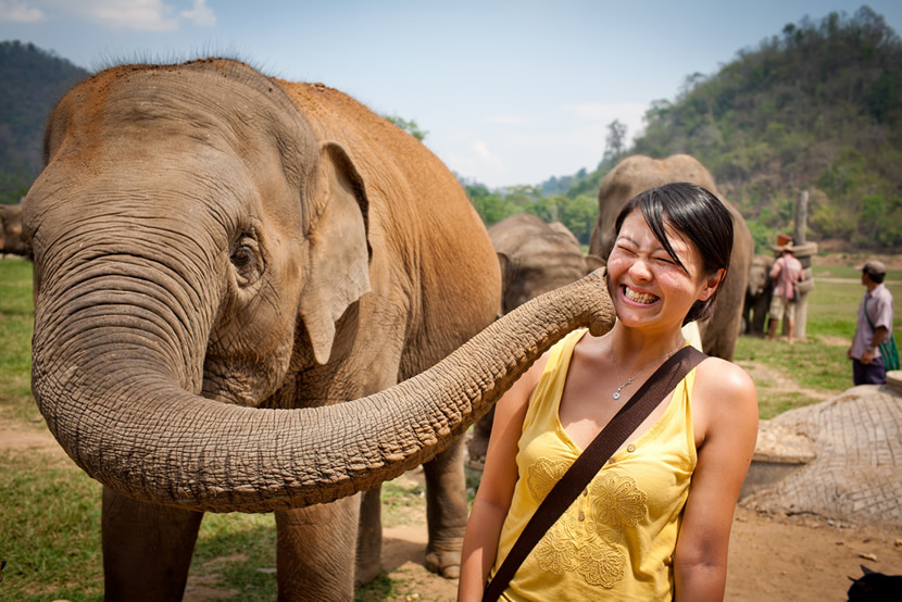 Top 10 Elephant Experience in Chiang Mai | UME travel