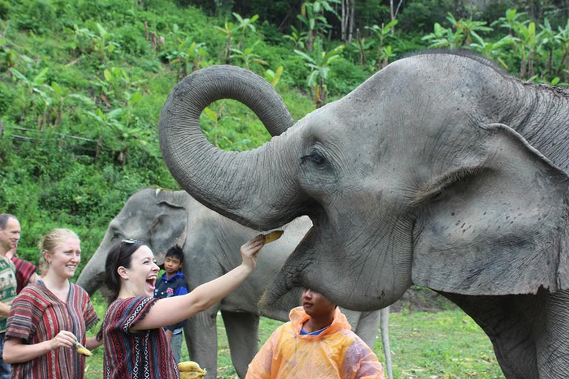 elephant tourism in thailand