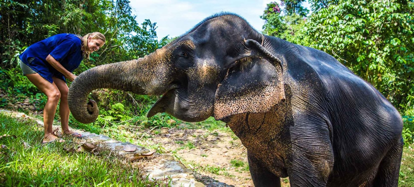 Phang Nga Elephant Park