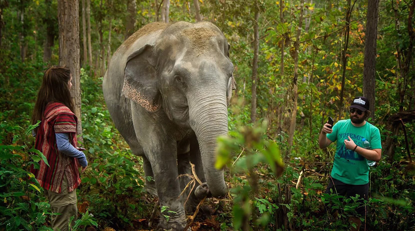 Elephant Jungle Sanctuary Phuket