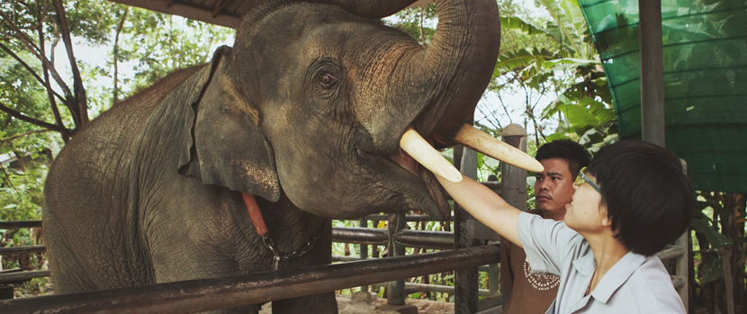 Top 10 Thailand Elephant Volunteer Program in Phuket | UME travel