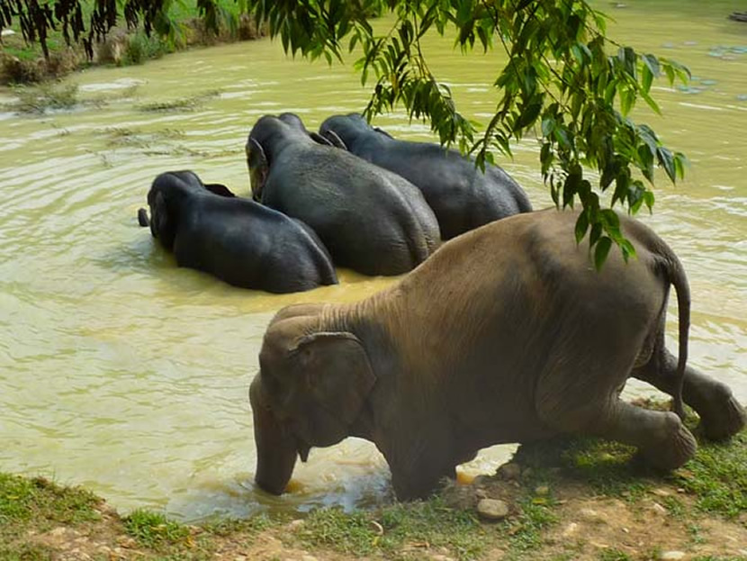 Boon Lott's Elephant Sanctuary
