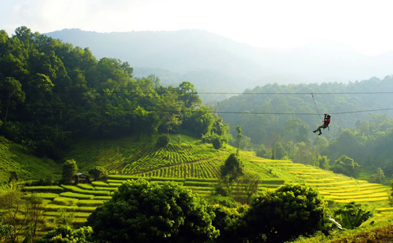 Zipline through a tea plantation