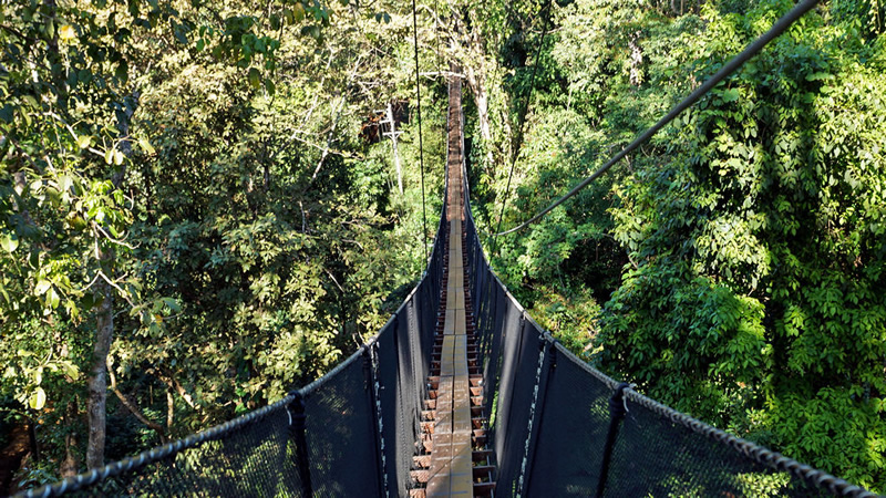 Go on a treetop walk adventure