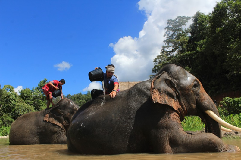 Elephant in Chiang Mai, Thailand - Baby Elephant For A Day (No riding)