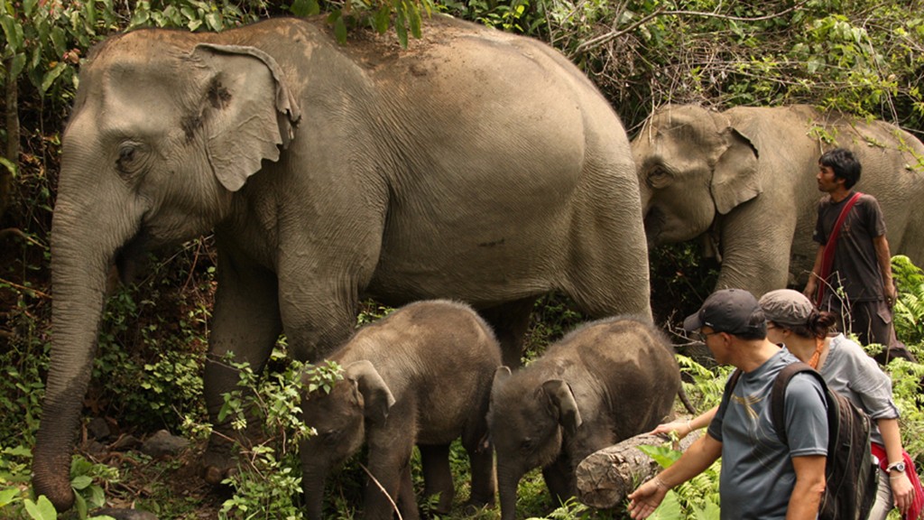 Chiang Mai Elephant Nature Park5.jpg