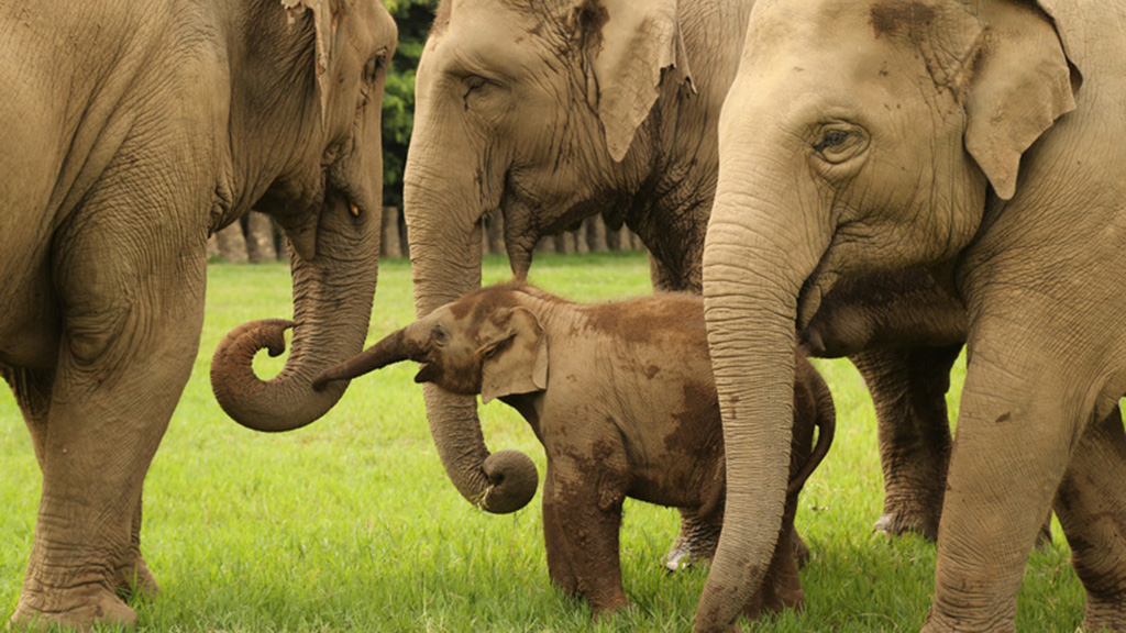 Chiang Mai Elephant Nature Park4.jpg