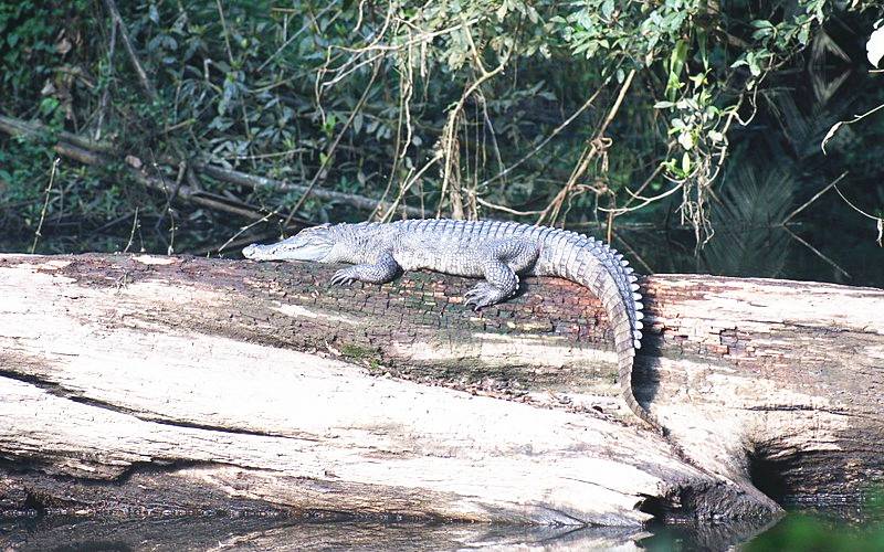 Khao Yai National Park