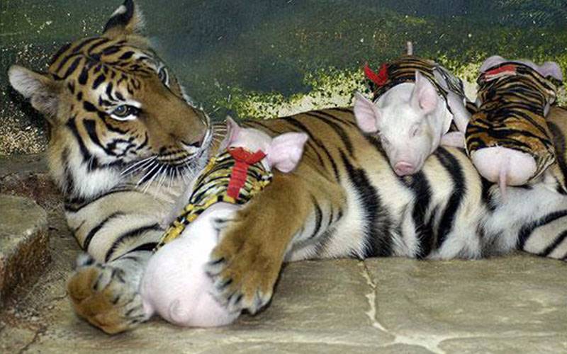 sriracha tiger zoo in thailand