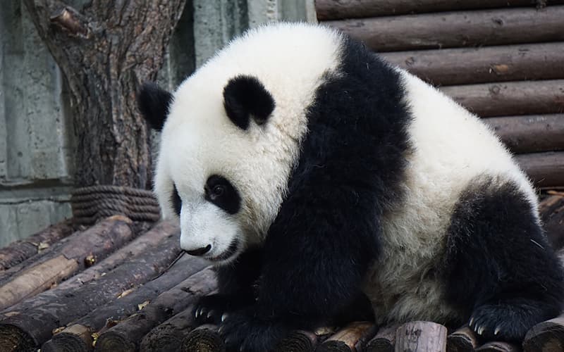 giant panda