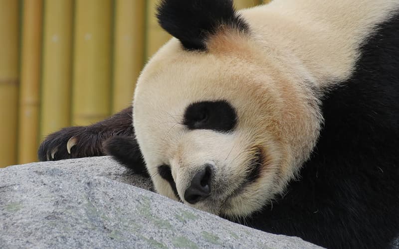 giant panda2.jpg