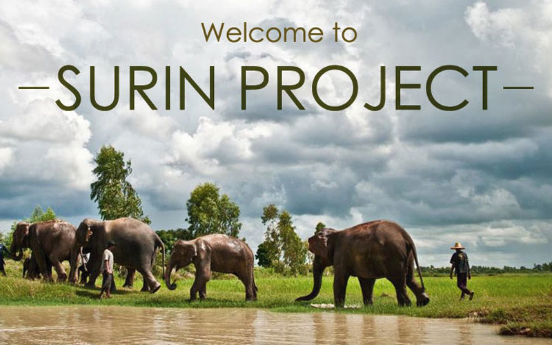 The Surin Project