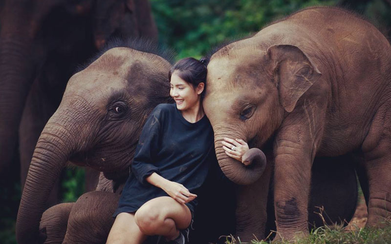 Elephant Jungle Sanctuary