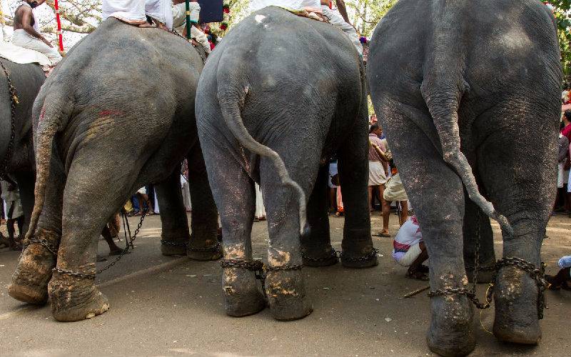 Elephants are wearing chains on their scarred feet.