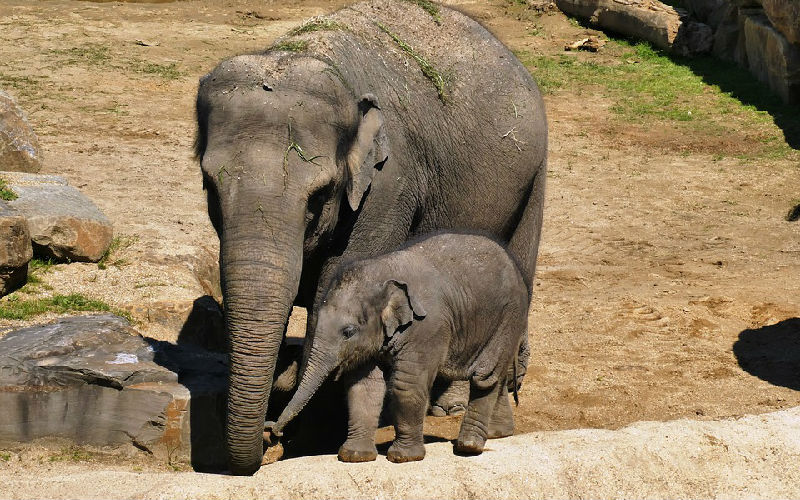 Information and Facts About Elephant Babies